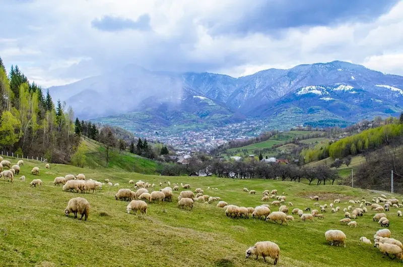 Découvrez les attractions touristiques de Bistrița  !